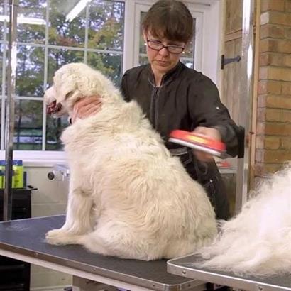 Petinka Köpeklere Medium Kolay Temizlenir Uzun Tüylü Tarama Fırçası Toplayıcı Çelik Tarak Petinka Köpeklere Medium Kolay Temizlenir Uzun Tüylü Tarama Fırçası Toplayıcı Çelik Tarak